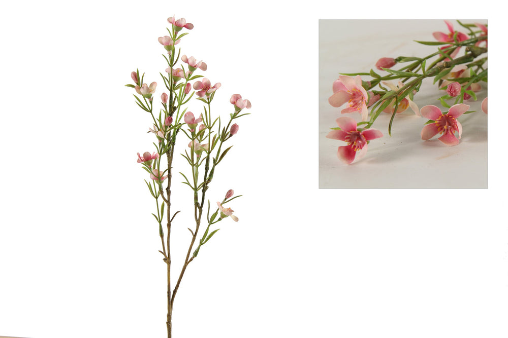 Voksblomst rosa h 50 cm