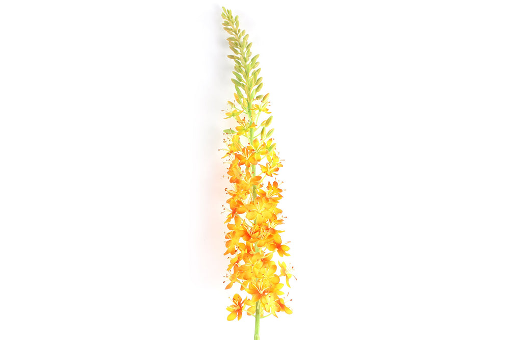 Lythrum orange h 105 cm