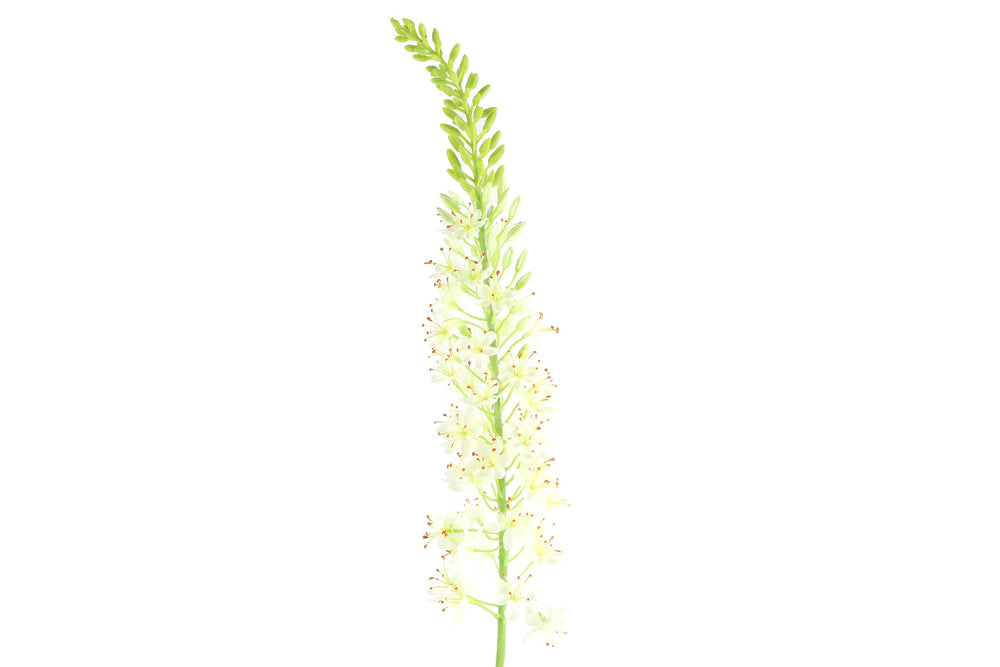 Lythrum hvid h 105 cm
