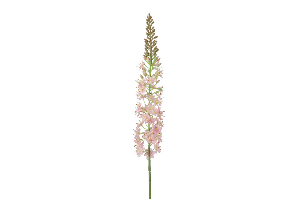 Lythrum rosa h 105 cm